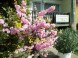 Apartmány Oleander 2