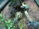 Tropicarium Budapest - Oceanárium 9