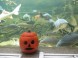 Tropicarium Budapest - Oceanárium 13