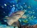 Tropicarium Budapest - Oceanárium 15