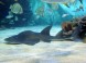 Tropicarium Budapest - Oceanárium 16