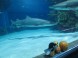 Tropicarium Budapest - Oceanárium 18