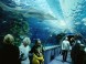 Tropicarium Budapest - Oceanárium 1