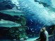 Tropicarium Budapest - Oceanárium 3