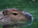 Veszprém ZOO Kálmána Kittenbergera 3