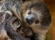 Veszprém ZOO Kálmána Kittenbergera 5