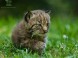Veszprém ZOO Kálmána Kittenbergera 6