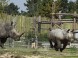 Veszprém ZOO Kálmána Kittenbergera 7
