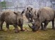 Veszprém ZOO Kálmána Kittenbergera 8