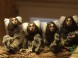 Veszprém ZOO Kálmána Kittenbergera 11