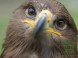 Veszprém ZOO Kálmána Kittenbergera 12