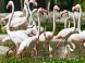 Veszprém ZOO Kálmána Kittenbergera 13