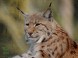 Veszprém ZOO Kálmána Kittenbergera 14