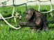 Veszprém ZOO Kálmána Kittenbergera 15