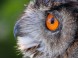 Veszprém ZOO Kálmána Kittenbergera 16