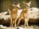 Veszprém ZOO Kálmána Kittenbergera 17