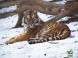Veszprém ZOO Kálmána Kittenbergera 18