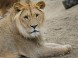 Veszprém ZOO Kálmána Kittenbergera 21