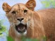 Veszprém ZOO Kálmána Kittenbergera 20