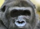 ZOO Budapest 5