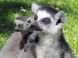 ZOO Budapest 11