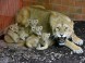 ZOO Budapest 12