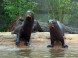 ZOO Budapest 25