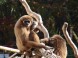 ZOO Debrecen - Zoologická a botanická záhrada 5