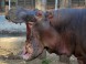 ZOO Debrecen - Zoologická a botanická záhrada 7