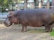 ZOO Debrecen - Zoologická a botanická záhrada 8