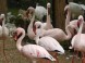 ZOO Debrecen - Zoologická a botanická záhrada 10