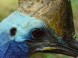 ZOO Debrecen - Zoologická a botanická záhrada 16