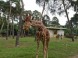 ZOO Debrecen - Zoologická a botanická záhrada 17