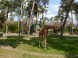 ZOO Debrecen - Zoologická a botanická záhrada 18