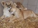 Zoo Gyöngyös 5