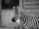 Zoo Gyöngyös 14