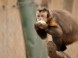 ZOO Kecskemét 1