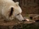 ZOO Kecskemét 3