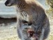ZOO Miskolc - Zoologická záhrada a park kultúry 11