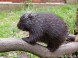 ZOO Miskolc - Zoologická záhrada a park kultúry 15