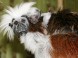 Zoologická a botanická záhrada - Jászberény 5