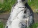 ZOO Miskolc - Zoologická záhrada a park kultúry 1