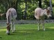 ZOO Miskolc - Zoologická záhrada a park kultúry 3