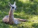 ZOO Miskolc - Zoologická záhrada a park kultúry 5
