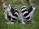 Zoologická záhrada Xantus János - Győr 3