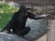 Zoologická záhrada Xantus János - Győr 4