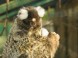 Zoologická záhrada Xantus János - Győr 6