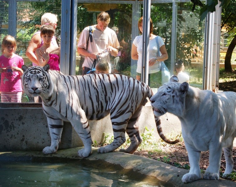 zoo-s-st-ny-regyh-za-ma-arsko-wellnesstips